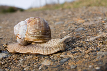 Weinbergschnecke