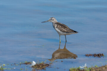 Common Greenshank  bird in the water looking pretty with a
reflection on the water 