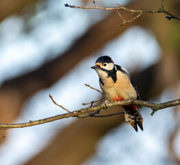 Great Spotted Woodpecker sitting on a branch
