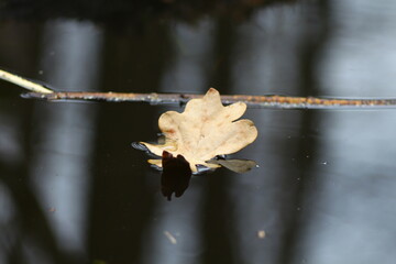 autumn leaves on the ground