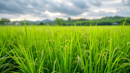 Obraz premium Farmers grow rice in fertile land