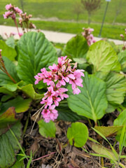 Natural Flower Photo