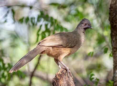 Plain Chachalaca in a South Texas Woodland