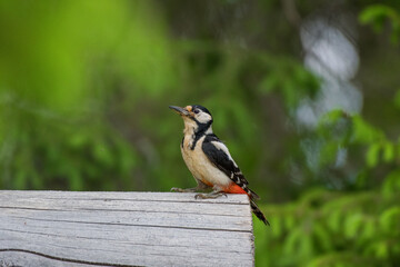 Woodpecker in Sweden