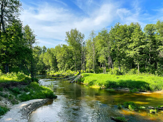 Beautiful landscape, small river in the forest