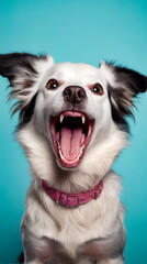 Dog with its mouth open showing teeth and tongue in front of blue background.