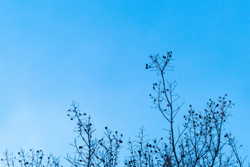 青空と冬の枯れ木がつくる風景　