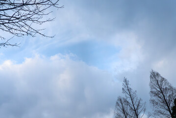 青空と冬の枯れ木がつくる風景　