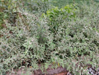 Green leaves background. Natural green leaves background. Green leaves background.