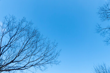 Fototapeta na wymiar 青空と冬の枯れ木がつくる風景　