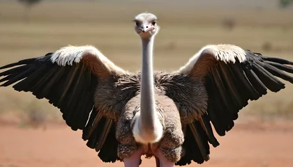 Rolgordijnen An Ostrich With Its Wings Folded Against Its Body Upscaled © Tehreem