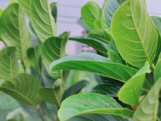 Nature of bangladesh