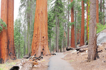 Gigantic old sequoia trees along pathway to national park