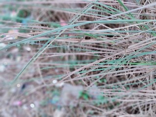 Nature of bangladesh