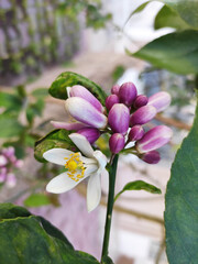 Beautiful white orange tree flowers on branches with green leaves