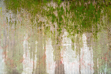 Fototapeta premium Grunge concrete wall covered with a layer of green moss