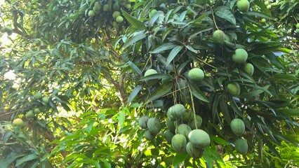 mango tree with green mangoes and leaves swaying in the wind
