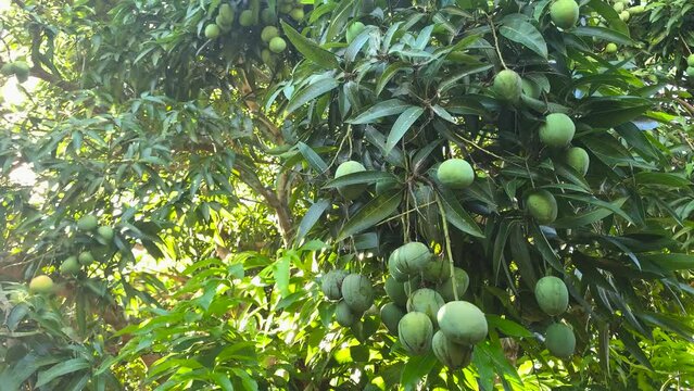 mango tree with green mangoes and leaves swaying in the wind