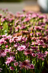 Close-up of Pink Chrysanthemum flower in the garden with sunlight. Pink flowers in outdoors in the afternoon. Flower and plant.