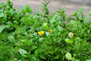 Yellow wild flowers in garden. Yellow flowers in the street. Nature scene. Flower and plant.