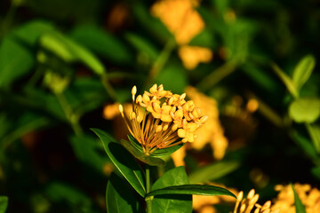 Close-up of yellow Ixora Gold in the garden. Yellow ixora flower with sunlight. Flower and plant.