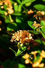 Close-up of yellow Ixora Gold in the garden. Yellow ixora flower with sunlight. Flower and plant.