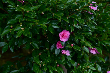 Japanese camellia in the garden in bloom with leaves. Pink Japanese camellia flowers in rural....