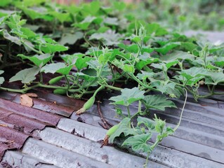 Green leaves background. Natural green leaves background. Green leaves background.