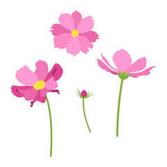 Set of pink cosmea flowers on a white background. Vector.