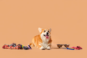 Cute Corgi dog with different pet accessories and bowl for food lying on brown background