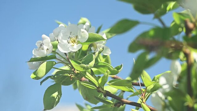 Close up of blossom pear branch, floral branch in sunny day
