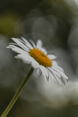 white daisy blooming in the garden, white daisy after rain