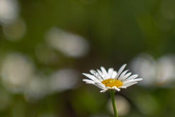 white daisy blooming in the garden, white daisy after rain