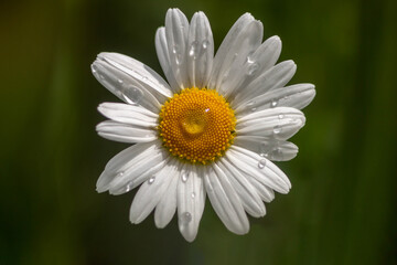 white daisy blooming in the garden, white daisy after rain