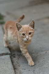small red cat, homeless kitten