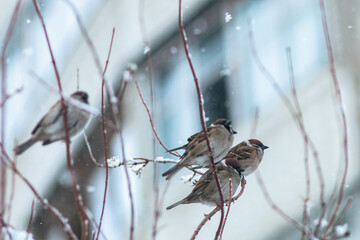 sparrows on thin tree branches