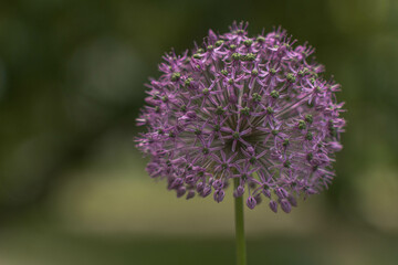 large purple flower in the garden, allium giganteum