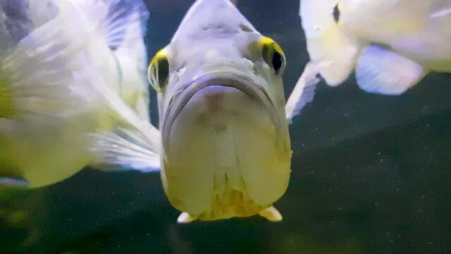 Beautiful Orinoco Peacock bass or Cichla Ocellaris, butterfly peacock bass is a very large species of cichlid from South America