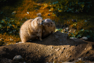 Pair of prairie dogs with affectionate attitude towards each other. Wildlife Conservation Concept