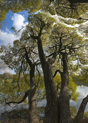Russia. Moscow Pokrovskoe-Streshnevo Park. View of the translucent crowns of relict willows,...