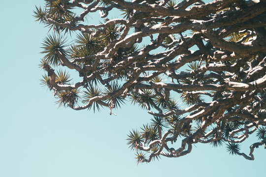 Ramas de drago milenario