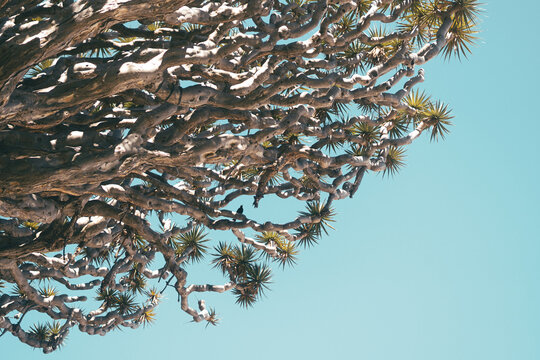 Ramas de drago milenario