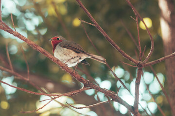 Petirrojo en la rama de un árbol