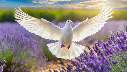 Holy Spirit: White Dove with Open Wings Amidst a Field of lavender