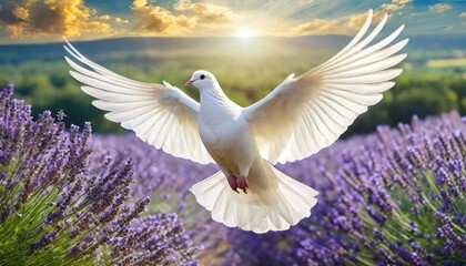 Holy Spirit: White Dove with Open Wings Amidst a Field of lavender