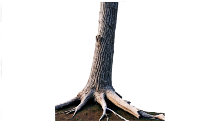 Dead tree PNG, Dead tree PNG transparent images, dead tree background, dead tree wallpaper, black dead tree png images