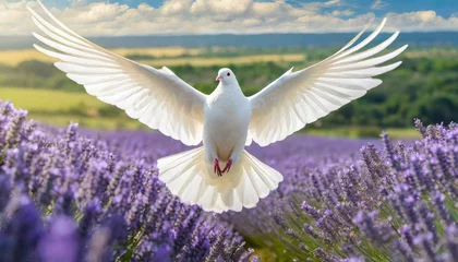 Fototapeten Holy Spirit: White Dove with Open Wings Amidst a Field of lavender © Daniel