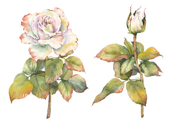 Watercolor white vintage roses. Botanical hand painted illustrations.