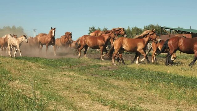 A herd of large and beautiful horses with manes runs out of the stall