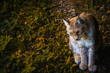 Very concentrated lynx looking at its prey in the forest. Wildlife Conservation Concept. Copy Space © Uri Prat